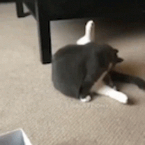 a cat stretching in front of a table with a cup