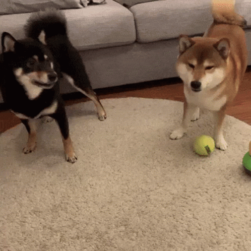 two dogs playing with balls in the middle of the room