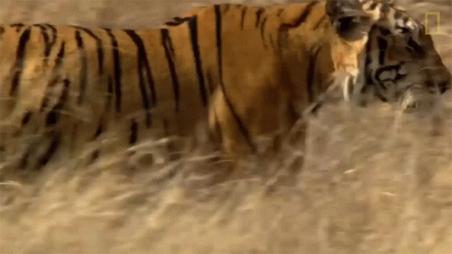the tiger is walking alone through the water