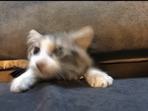 a white kitten sitting on top of a brown floor next to a couch