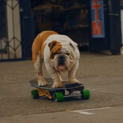 an english bulldog wearing a blue shirt riding a skateboard