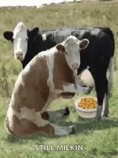 a black and white cow standing next to a calf