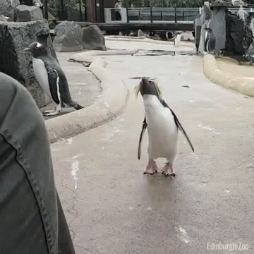 a small penguin walking along an artificial swimming pool