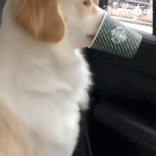a dog sticking its head out the window of a car