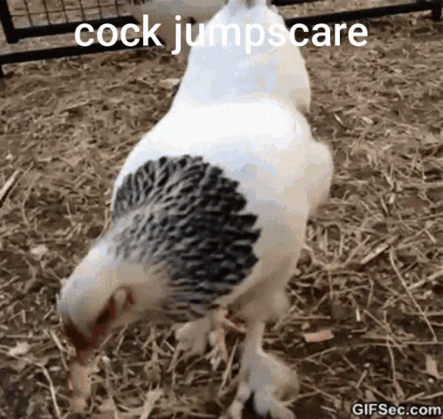 a bird is standing in a cage with the text cock jumpscare