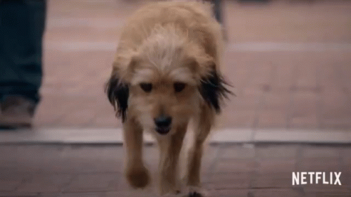 a dog that is walking across a tile surface