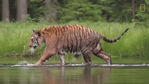 there is a tiger that is walking in the water