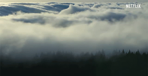 clouds float over a pine forest in the sky