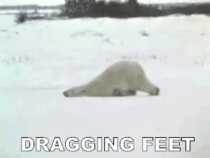 the polar bear is rolling around in the snow