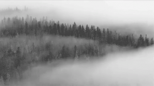 fog covers a forest landscape in this black and white po