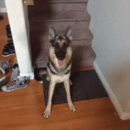 a dog standing in front of a door