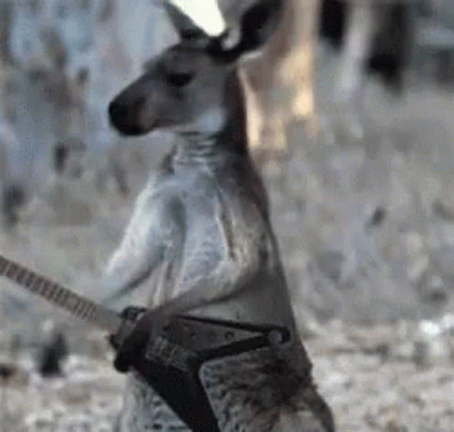a kangaroo that has been dressed in clothes with a guitar