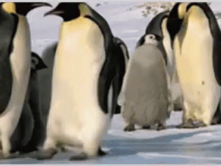 penguins walking through the snow looking in different directions