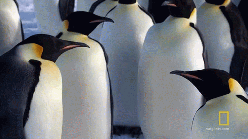 a group of penguins are shown in this pograph