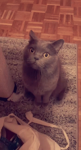 a cat sits on the carpet looking up