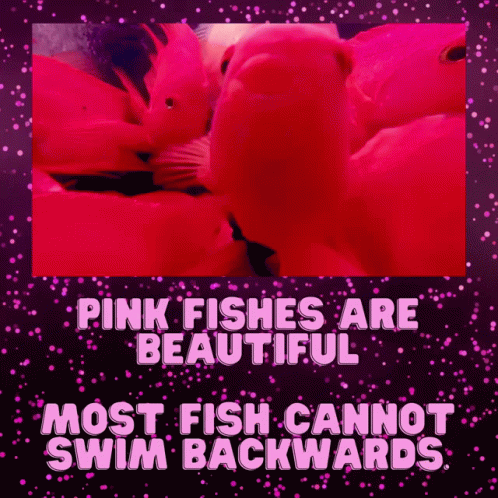 pink fishes are beautiful most fish cannot swim backwards