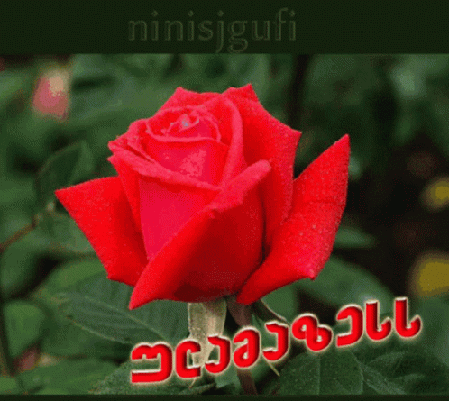 a single blue rose is shown with a message below it