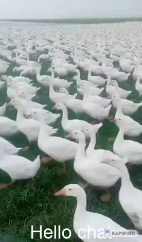 ducks standing in the grass in an open field