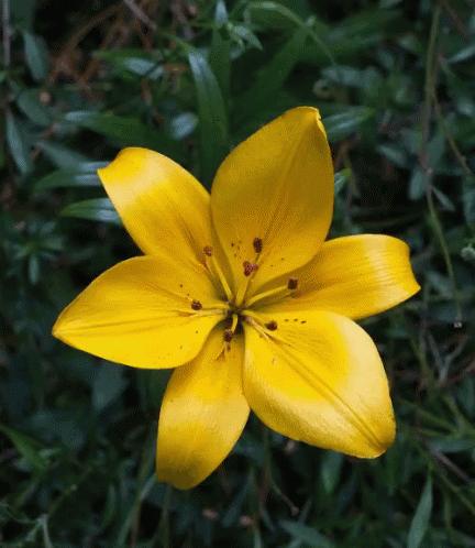 close up of a flower on the ground