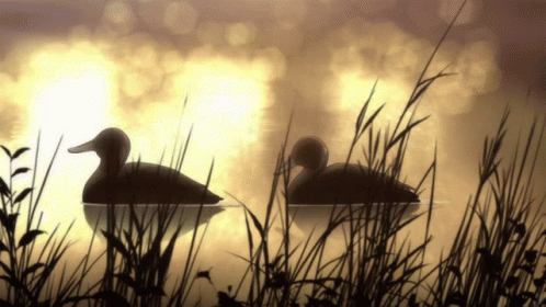 two ducks in a misty pond under sunlight
