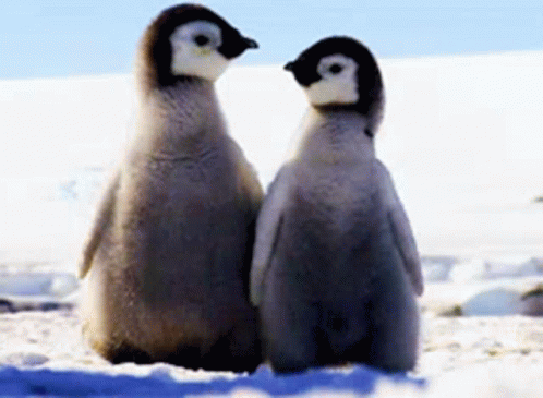 two penguins are standing close together in snow