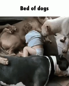 two dogs and one baby in a bed of dogs