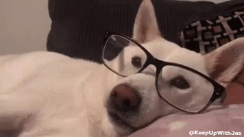 a small dog with glasses laying on a couch