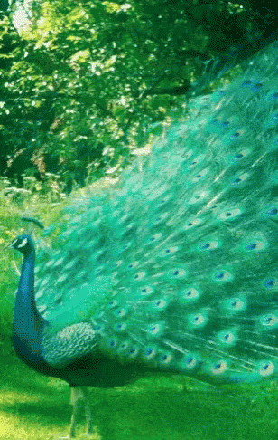peacock with feathers spread out on grassy area