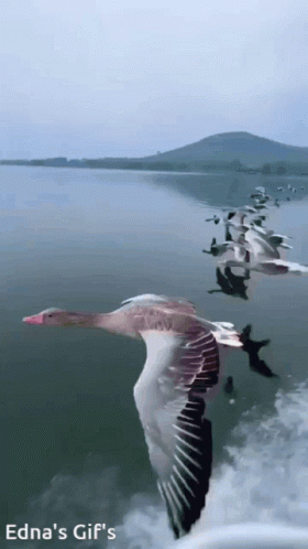 an animated picture of some birds flying