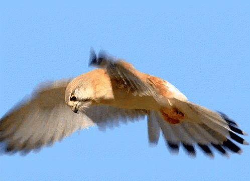 a bird flies against an orange background
