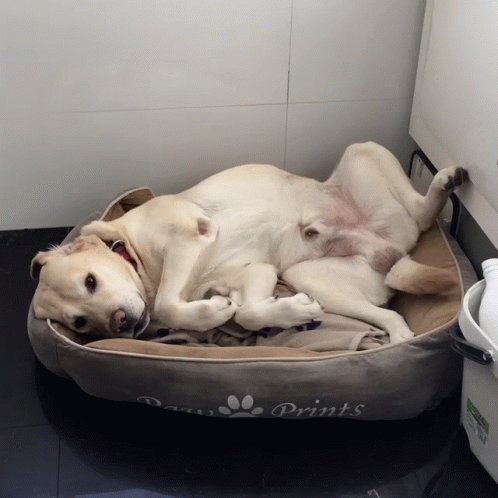 two puppies are sleeping together in a dog bed