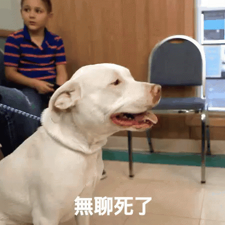 a white dog sitting in front of a person next to a couch
