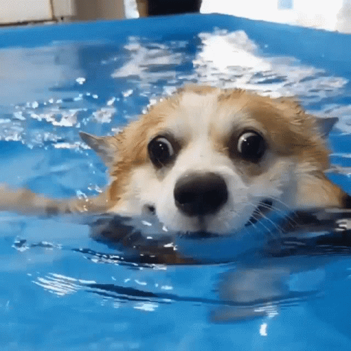 a puppy swimming with his teeth out