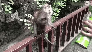 a monkey is on a fence looking at an empty can