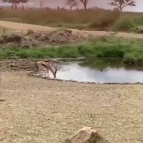 two birds are standing in the water by themselves