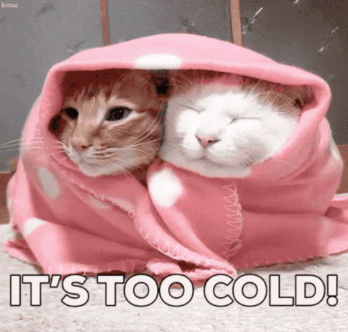 two cats that are wrapped in blankets and one cat is laying