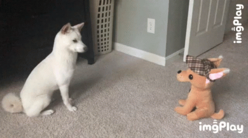 the dog is trying to talk to a stuffed animal