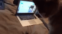 there is a lap top on top of the bed