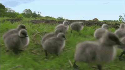 sheeps walking through an open grassy field in the distance