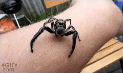 a spider in a blue tub looking at the camera