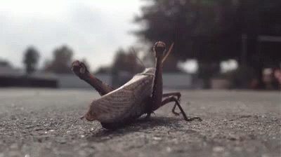 an insect is sitting in the road on its back legs