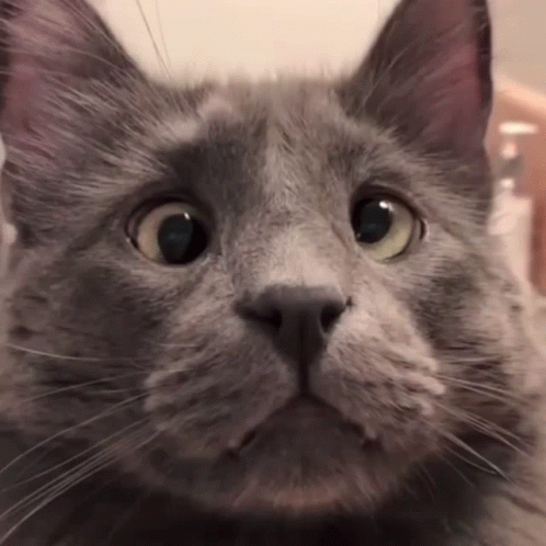 grey cat looking up at the camera with sad eyes