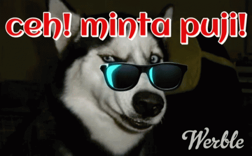 a husky in sunglasses smiling with words on the wall