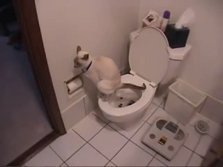 a white toilet with a dog that is in it