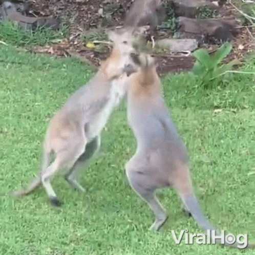 a pair of kangaroos fighting in the grass