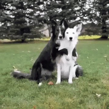 two black and white dogs are sitting on the grass