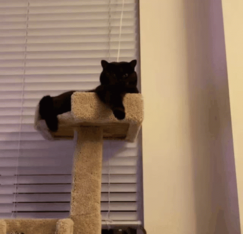 there is a black cat sitting on top of a tower