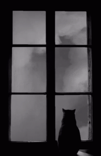 black and white po of a cat sitting on window sill looking out