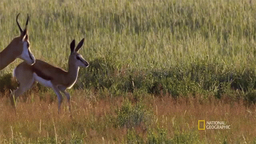 the two antelopes walk through the tall grass