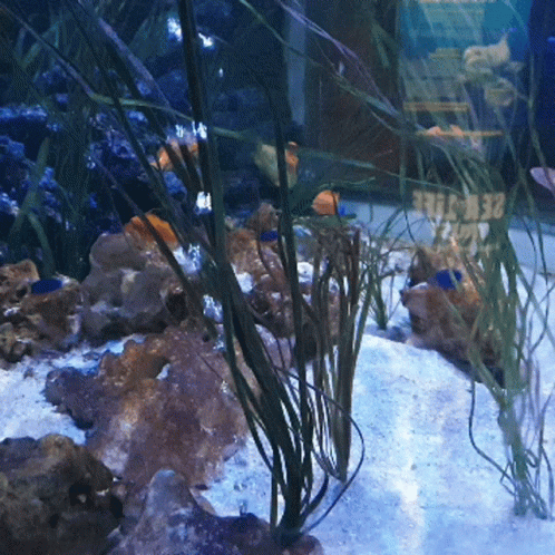 grass and rocks in an aquarium with one small fish